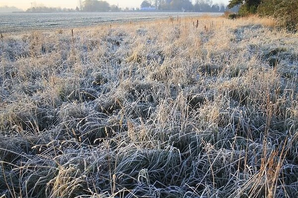 Frost covered permanent set-a-side at edge of cultivated arable field at sunrise, Bacton, Suffolk, England, november