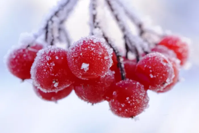 Framed Print : Frost covered red berries, Staffordshire, England, December Framed Print : Frost covered red berries, Staffordshire, England, December
