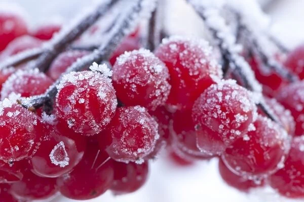 Frost covered red berries, Staffordshire, England, December