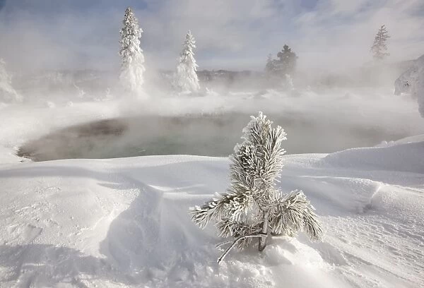 Frost covered trees and snow in thermal basin, Tire Pool, Midway Geyser Basin, Yellowstone N. P. Wyoming, U. S. A