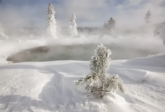 Framed Print : Frost covered trees and snow in thermal basin, Tire Pool, Midway Geyser Basin, Yellowstone N. P. Wyoming, U. S. A Framed Print : Frost covered trees and snow in thermal basin, Tire Pool, Midway Geyser Basin, Yellowstone N. P. Wyoming, U. S. A