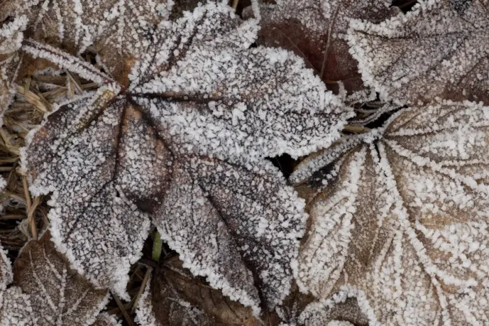 Framed Print : Frost crystals on fallen leaves, Sheffield, South Yorkshire, England, January