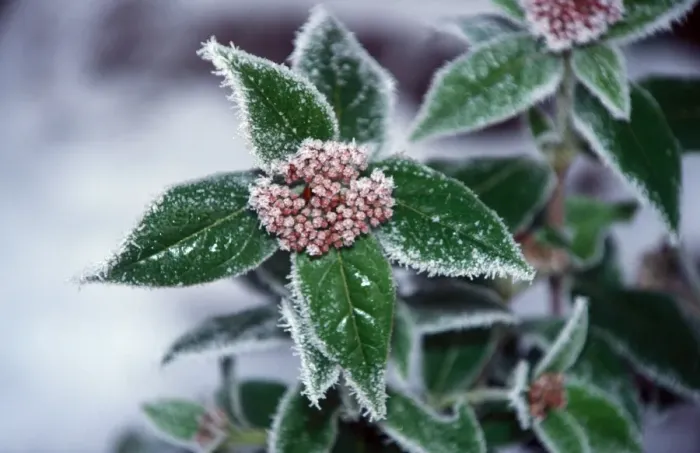 Framed Print : Frost Leaves and flower covered by frost Framed Print : Frost Leaves and flower covered by frost