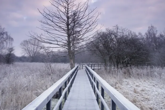 Framed Print : Frosted boardwalk through marshland habitat at dawn, Fairburn Ings RSPB Reserve, Fairburn, West Yorkshire, England Framed Print : Frosted boardwalk through marshland habitat at dawn, Fairburn Ings RSPB Reserve, Fairburn, West Yorkshire, England