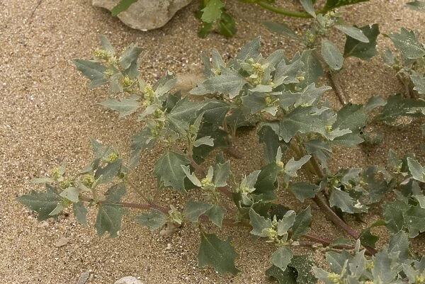 Frosted Orache (Atriplex laciniata) flowering, growing at tideline on sandy shore, August