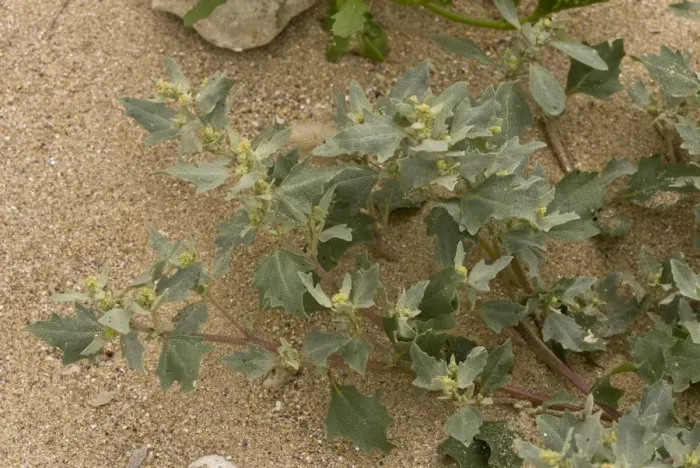 Framed Print : Frosted Orache (Atriplex laciniata) flowering, growing at tideline on sandy shore, August Framed Print : Frosted Orache (Atriplex laciniata) flowering, growing at tideline on sandy shore, August