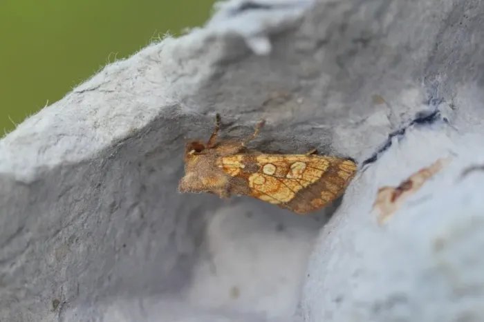 Framed Print : Frosted Orange Moth (Gortyna flavago) adult, New Costessey, Norfolk, England, August Framed Print : Frosted Orange Moth (Gortyna flavago) adult, New Costessey, Norfolk, England, August