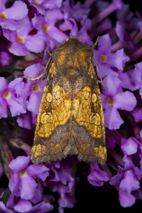 Framed Print : Frosted Orange Moth (Gortyna flavago) adult, resting on Buddleia (Buddleja sp. ) flowers, Powys, Wales, September Framed Print : Frosted Orange Moth (Gortyna flavago) adult, resting on Buddleia (Buddleja sp. ) flowers, Powys, Wales, September