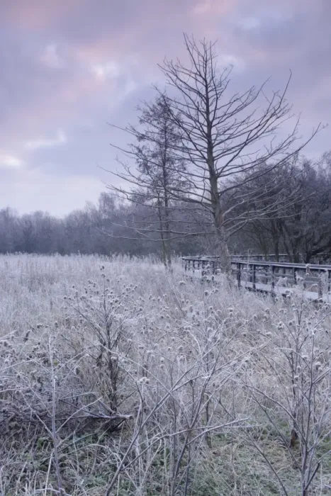 Framed Print : Frosted seedheads and boardwalk through marshland habitat at dawn, Fairburn Ings RSPB Reserve, Fairburn Framed Print : Frosted seedheads and boardwalk through marshland habitat at dawn, Fairburn Ings RSPB Reserve, Fairburn