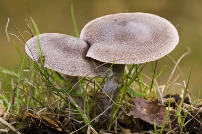 Framed Print : Frosty Webcap (Cortinarius hemitrichus) fruiting bodies, growing in grass, Basingstoke, Hampshire, England, november
