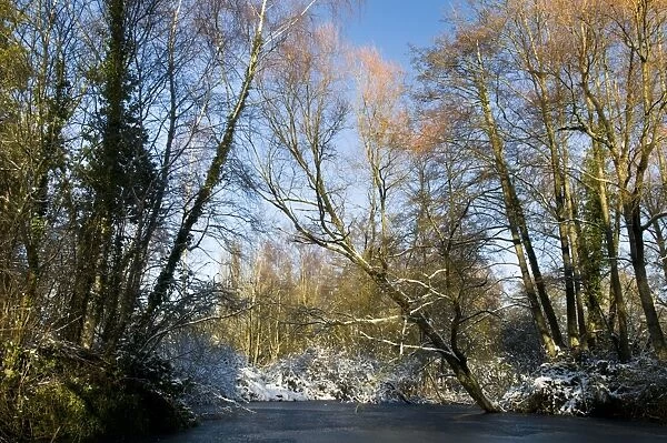 Frozen lake, snow and bare trees, Sevenoaks Wildlife Reserve, Kent, England, december
