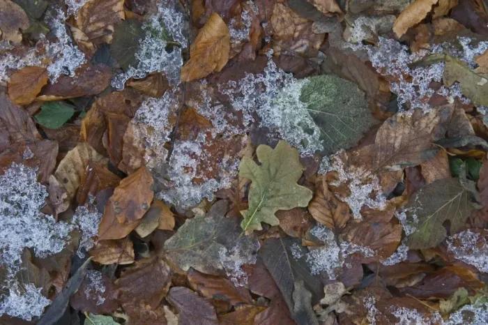 Framed Print : Frozen leaf litter in woodland, Norfolk, England, december