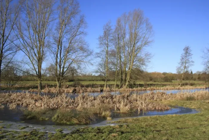 Framed Print : Frozen pond and bare trees on unimproved wet grazing meadow, River Dove, Thornham Magna, Suffolk, England, january Framed Print : Frozen pond and bare trees on unimproved wet grazing meadow, River Dove, Thornham Magna, Suffolk, England, january