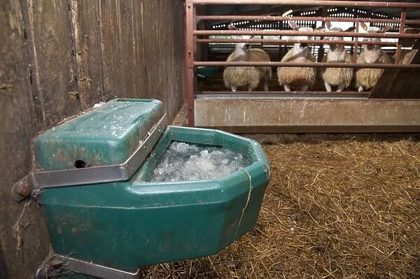 Frozen water drinker in farm building, with sheep in background, Chipping, Lancashire, England, december