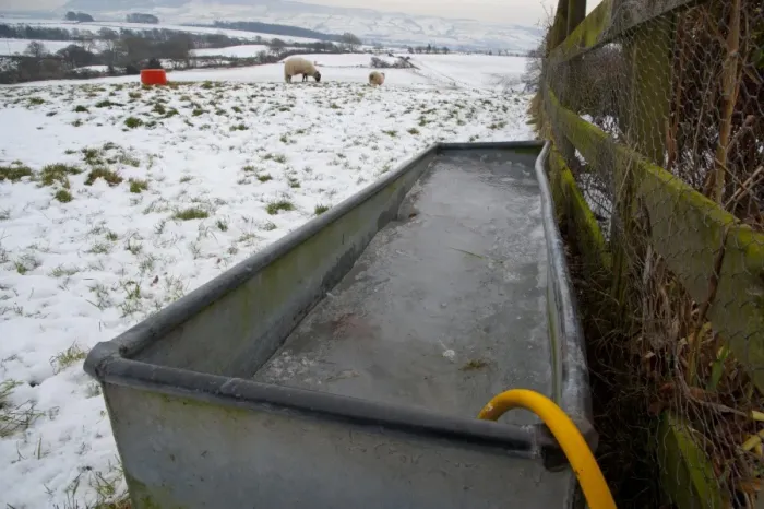 Framed Print : Frozen water trough, at edge of snow covered pasture with sheep, Chipping, Lancashire, England, december Framed Print : Frozen water trough, at edge of snow covered pasture with sheep, Chipping, Lancashire, England, december