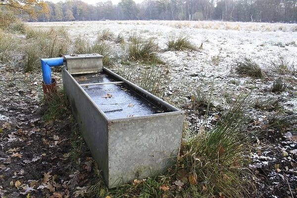 Frozen water trough with rushes at edge of frost and snow covered rush pasture habitat, in river valley fen