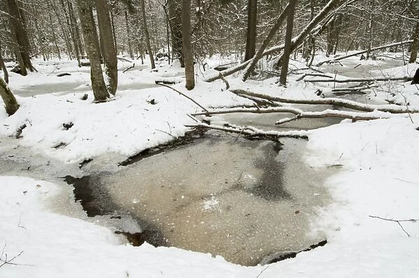 Frozen wetland area in snow covered primeval forest habitat, Bialowieza Strictly Protected Area, Bialowieza N. P