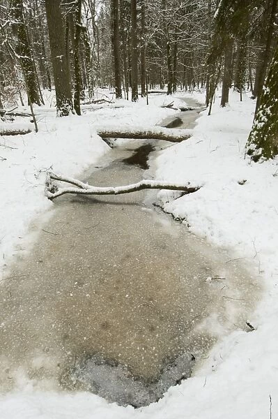 Frozen wetland area in snow covered primeval forest habitat, Bialowieza Strictly Protected Area, Bialowieza N. P