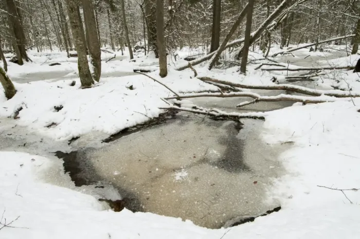 Framed Print : Frozen wetland area in snow covered primeval forest habitat, Bialowieza Strictly Protected Area, Bialowieza N. P Framed Print : Frozen wetland area in snow covered primeval forest habitat, Bialowieza Strictly Protected Area, Bialowieza N. P
