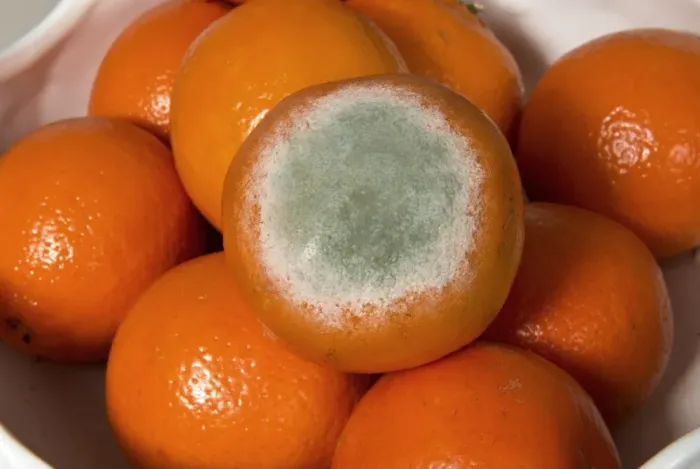 Framed Print : Fruit rot, Penicillium digitatum, development on supermarket netted clementine, Citrus, fruits Framed Print : Fruit rot, Penicillium digitatum, development on supermarket netted clementine, Citrus, fruits