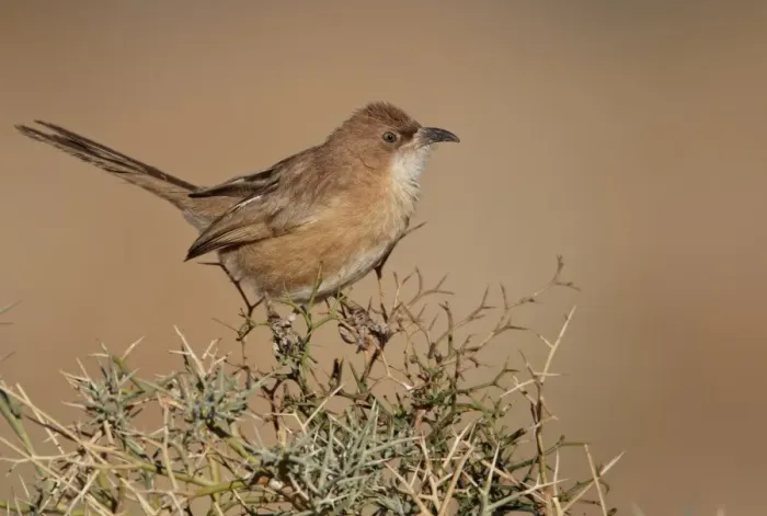 Framed Print : Fulvous Babbler (Turdoides fulvus) adult, perched on thorny bush, near Erg Chebbi, Morocco, february Framed Print : Fulvous Babbler (Turdoides fulvus) adult, perched on thorny bush, near Erg Chebbi, Morocco, february