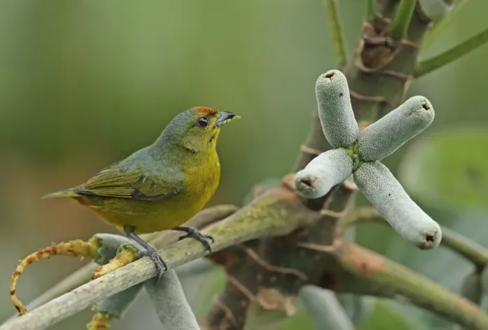 Framed Print : Fulvous-vented Euphonia (Euphonia fulvicrissa fulvicrissa) adult female, feeding in fruiting tree, Canopy Tower Framed Print : Fulvous-vented Euphonia (Euphonia fulvicrissa fulvicrissa) adult female, feeding in fruiting tree, Canopy Tower