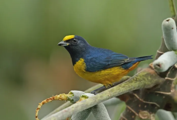 Framed Print : Fulvous-vented Euphonia (Euphonia fulvicrissa fulvicrissa) adult male, feeding in fruiting tree, Canopy Tower, Panama Framed Print : Fulvous-vented Euphonia (Euphonia fulvicrissa fulvicrissa) adult male, feeding in fruiting tree, Canopy Tower, Panama