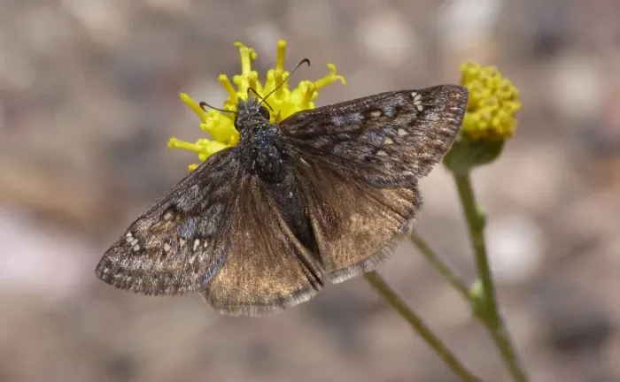 Framed Print : Funereal Duskywing (Erynnis funeralis) adult male, feeding on flower, Utah, U. S. A. May Framed Print : Funereal Duskywing (Erynnis funeralis) adult male, feeding on flower, Utah, U. S. A. May