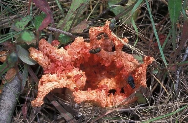 Fungi (Clathrus rubber) Mature fungi - note flies - Spain