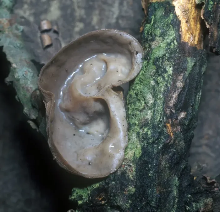 Framed Print : Fungi - Jew's Ear (Auricularia auricula) Close-up
