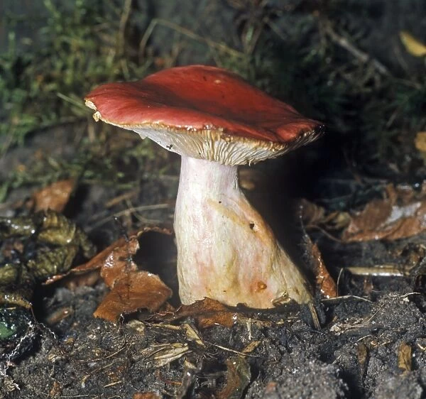 Fungi - Russula sanguinea