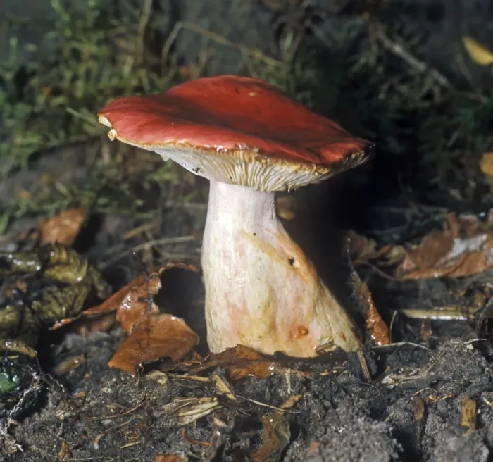 Framed Print : Fungi - Russula sanguinea Framed Print : Fungi - Russula sanguinea