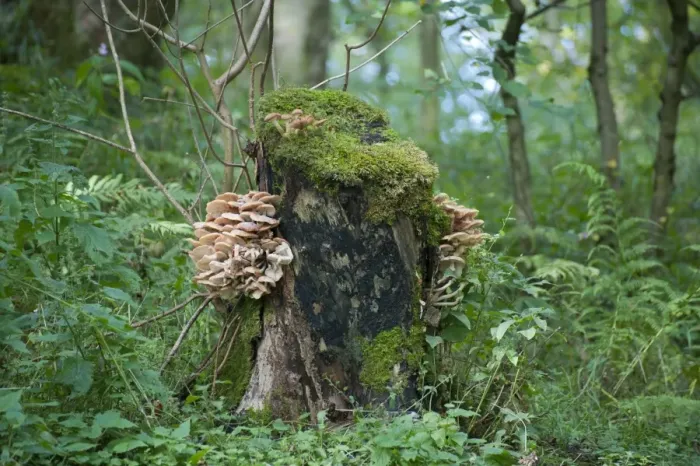 Framed Print : Fungi, toadstool fruiting bodies, growing on rotting tree stump in woodland habitat, Whitewell, Clitheroe, Lancashire Framed Print : Fungi, toadstool fruiting bodies, growing on rotting tree stump in woodland habitat, Whitewell, Clitheroe, Lancashire