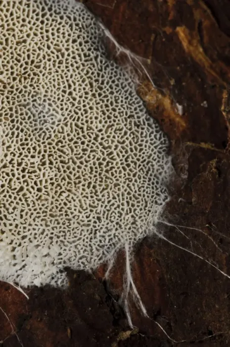 Framed Print : Fungus (Trechispora hymenocystis) spreading over dead wood with fungal hyphae around margins, Clumber Park
