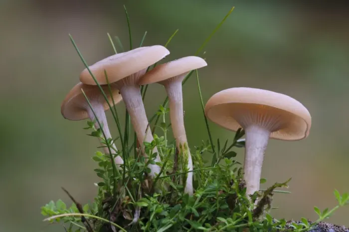 Framed Print : Funnel Cap (Clitocybe metachroa) four fruiting bodies, Clumber Park, Nottinghamshire, England, October Framed Print : Funnel Cap (Clitocybe metachroa) four fruiting bodies, Clumber Park, Nottinghamshire, England, October