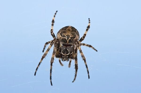 Furrow Orb-weaver Spider (Larinioides cornutus) adult, hanging in web, Dungeness RSPB Reserve, Kent, England, may