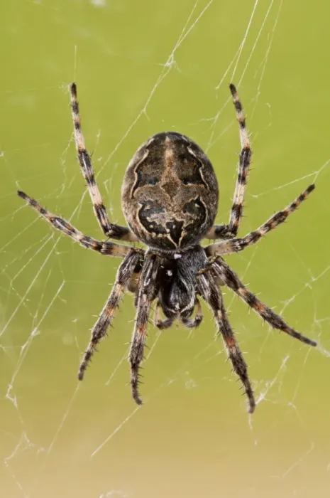 Framed Print : Furrow Orb-weaver Spider (Larinioides cornutus) adult, hanging in web, Dungeness RSPB Reserve, Kent, England, may Framed Print : Furrow Orb-weaver Spider (Larinioides cornutus) adult, hanging in web, Dungeness RSPB Reserve, Kent, England, may