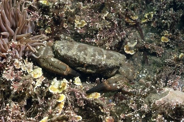 Furrowed Crab (Xantho hydrophilus) adult, amongst coraline algae, Kimmeridge Bay, Isle of Purbeck, Dorset, England, May