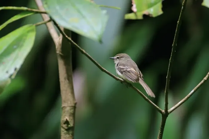 Framed Print : Fuscous Flycatcher (Cnemotriccus fuscatus) adult, perched on twig, Tobago, Trinidad and Tobago, April Framed Print : Fuscous Flycatcher (Cnemotriccus fuscatus) adult, perched on twig, Tobago, Trinidad and Tobago, April