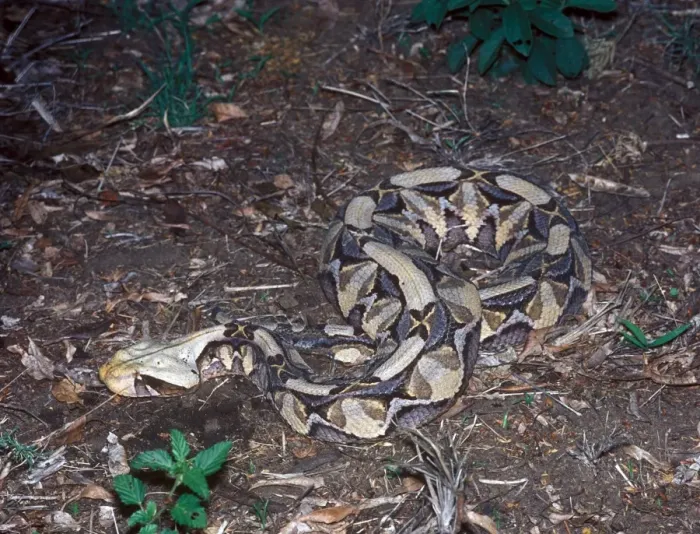 Framed Print : Gaboon Viper (Bitis gabonica) Curled up on ground - South Africa Framed Print : Gaboon Viper (Bitis gabonica) Curled up on ground - South Africa