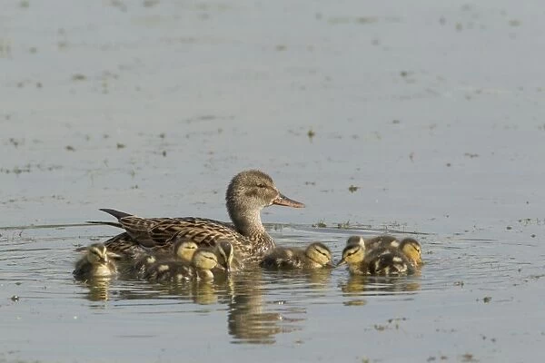 Gadwall (Anas strepera) adult female with ducklings, swimming on flooded former gravel pit, Lackford Lakes Nature Reserve, Suffolk, England, july