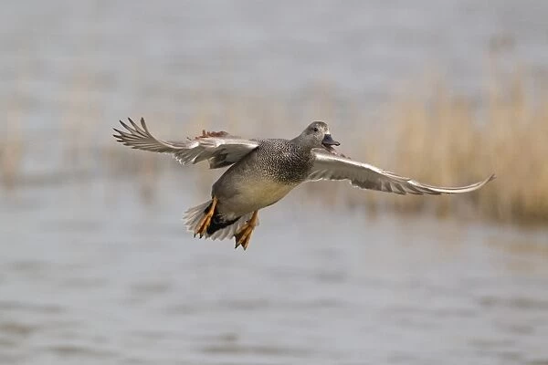 Gadwall (Anas strepera) adult male, calling in flight over water, Minsmere RSPB Reserve, Suffolk, England, april