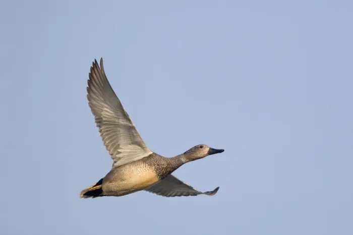 Framed Print : Gadwall (Anas strepera) adult male, in flight, Minsmere RSPB Reserve, Suffolk, England, april Framed Print : Gadwall (Anas strepera) adult male, in flight, Minsmere RSPB Reserve, Suffolk, England, april
