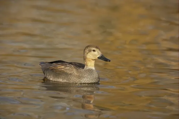Framed Print : Gadwall (Anas strepera) adult male, swimming, Severn Valley, Gloucestershire, England, winter Framed Print : Gadwall (Anas strepera) adult male, swimming, Severn Valley, Gloucestershire, England, winter