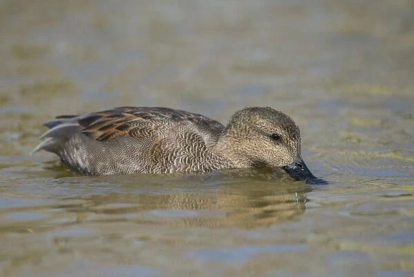 Gadwall (Anas strepera) adult male, feeding from surface of lake, Norfolk, England, April