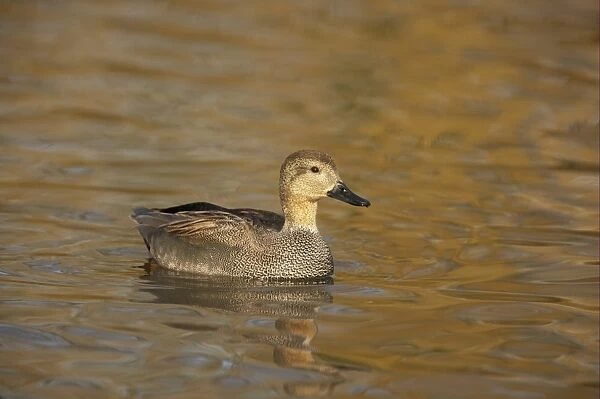 Gadwall (Anas strepera) adult male, swimming, Severn Valley, Gloucestershire, England, winter