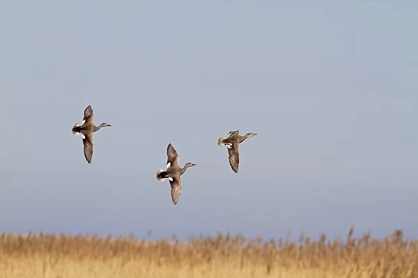 Gadwall (Anas strepera) adult males and female, in nuptial flight, Norfolk, England