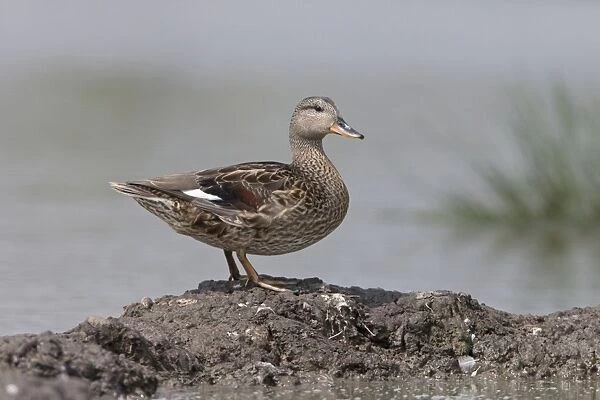 Gadwall (Anas strepera) juvenile, standing on mud at edge of water, Suffolk, England, July