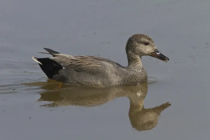 Framed Print : Gadwall male - spring Framed Print : Gadwall male - spring