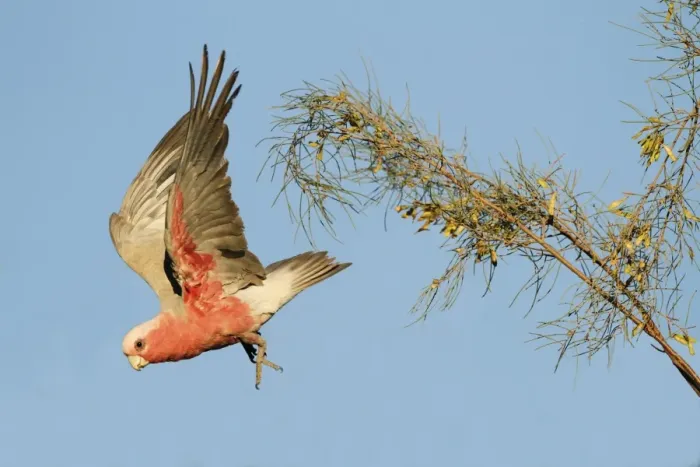 Framed Print : Galah (Eolophus roseicapillus) adult, in flight, taking off from tree in evening sunlight, Uluru-Kata Tjuta N. P